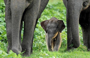 Elephant.jpg